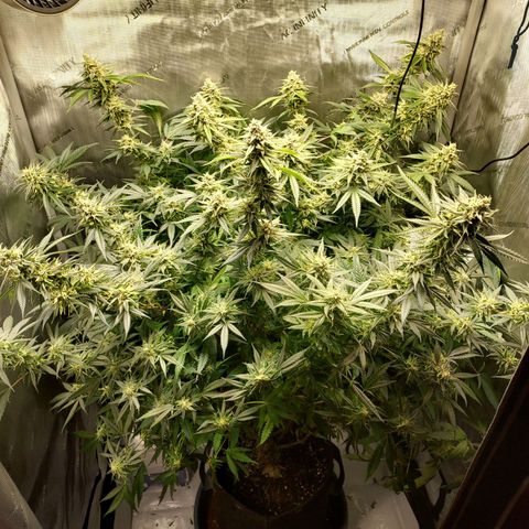 Bruce growlog timeline photo