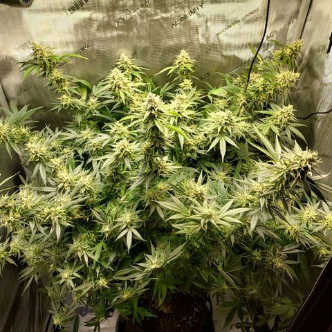 Bruce growlog timeline photo