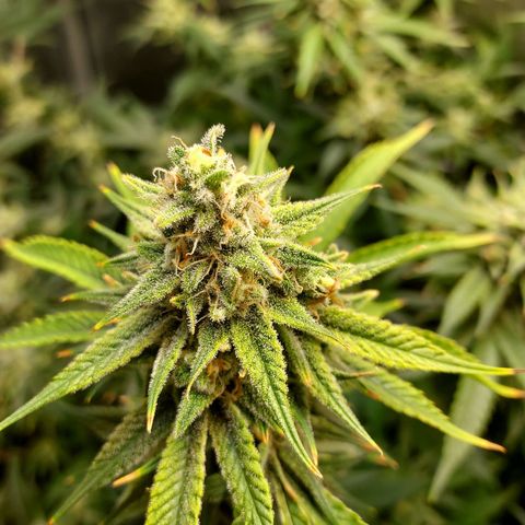 Bruce growlog timeline photo