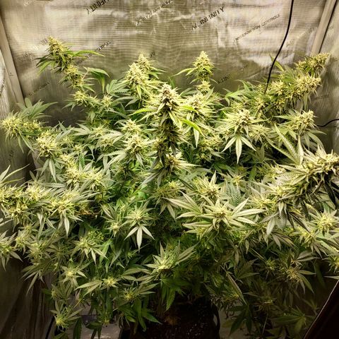 Bruce growlog timeline photo