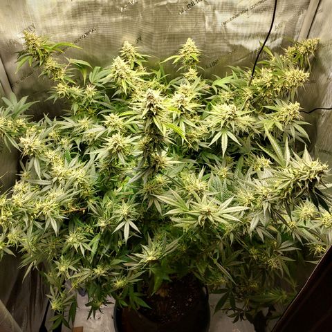 Bruce growlog timeline photo
