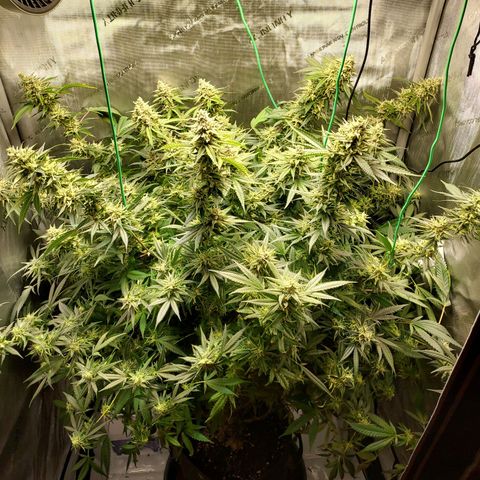 Bruce growlog timeline photo
