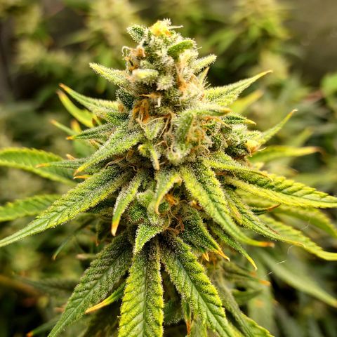 Bruce growlog timeline photo