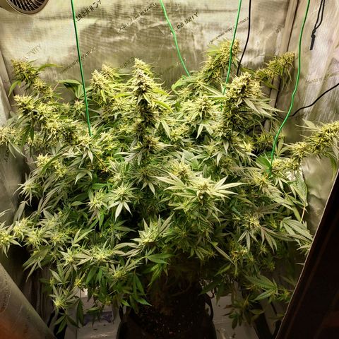 Bruce growlog timeline photo
