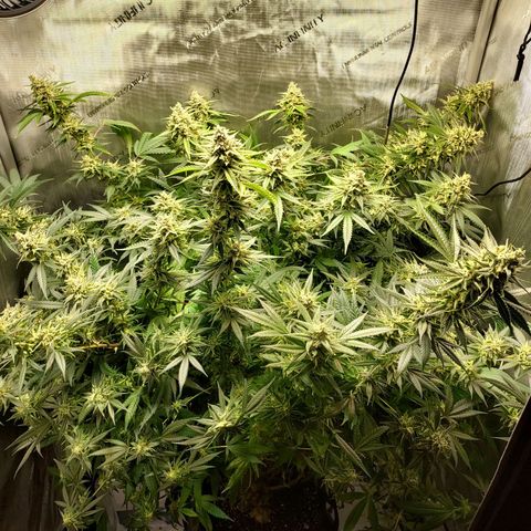 Bruce growlog timeline photo