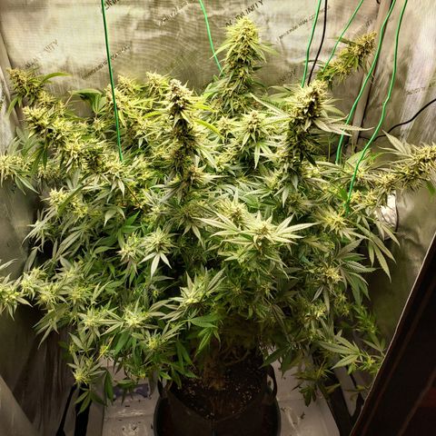 Bruce growlog timeline photo