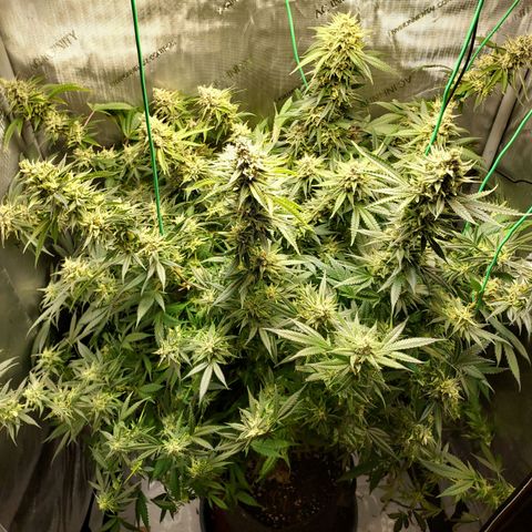 Bruce growlog timeline photo