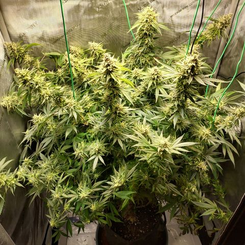 Bruce growlog timeline photo