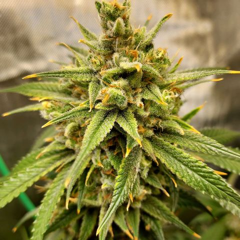 Bruce growlog timeline photo