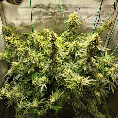 Bruce growlog timeline photo