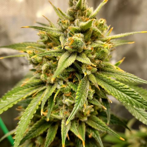 Bruce growlog timeline photo