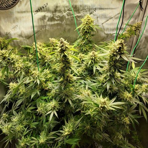 Bruce growlog timeline photo