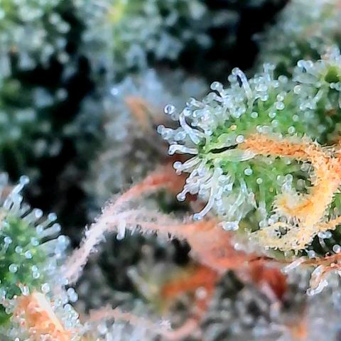 Bruce growlog timeline photo