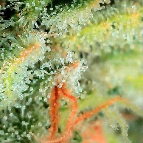 Bruce growlog timeline photo