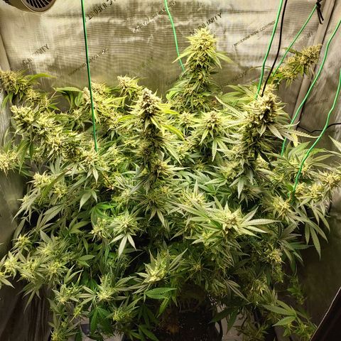 Bruce growlog photo: Harvest time soon.  Probably tonight woo first Harvest 