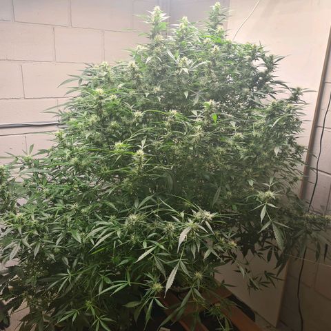 Durban poison auto DWC growlog timeline photo