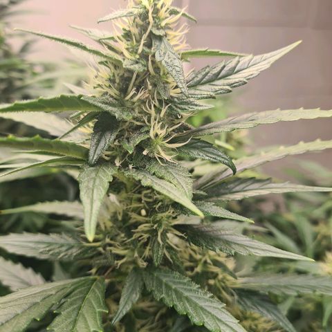 Durban poison auto DWC growlog timeline photo