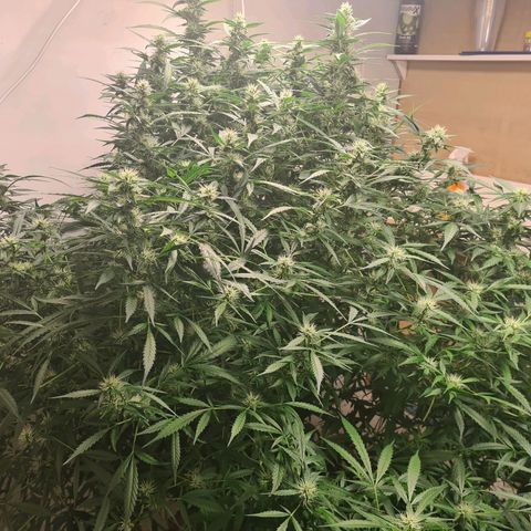 Durban poison auto DWC growlog timeline photo