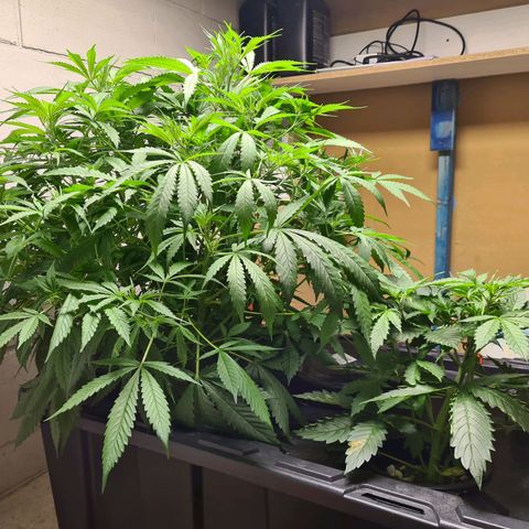 Durban poison auto DWC growlog timeline photo