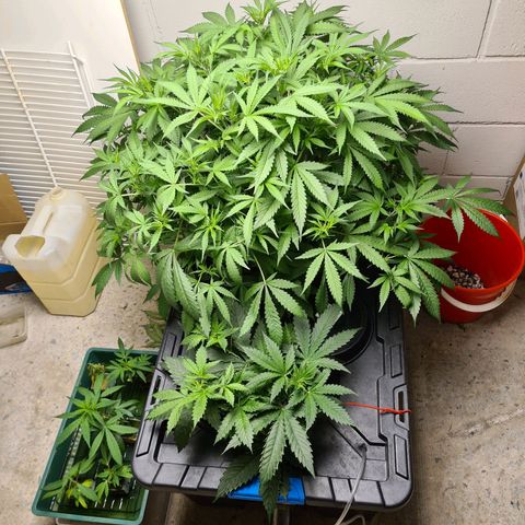 Durban poison auto DWC growlog timeline photo