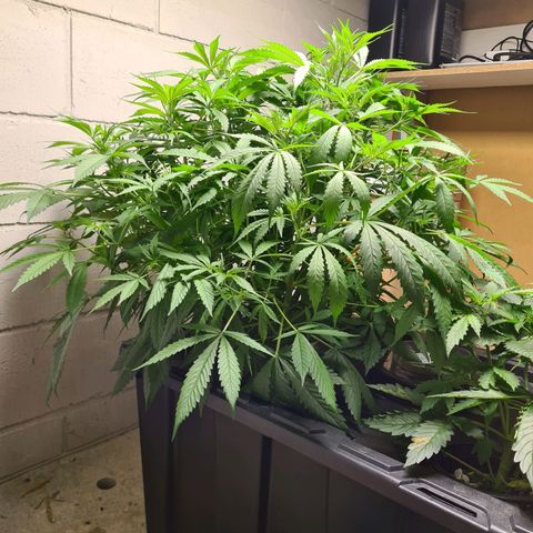 Durban poison auto DWC growlog timeline photo