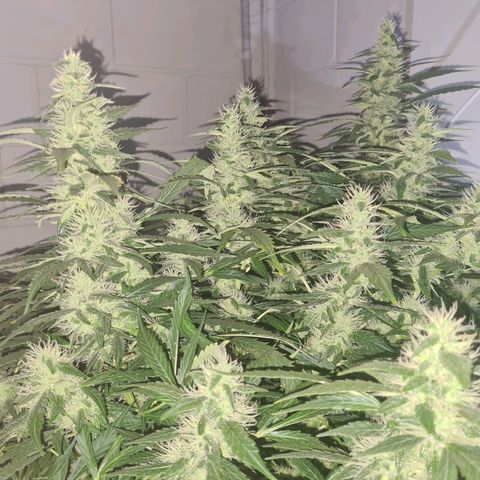 Durban poison auto DWC growlog timeline photo