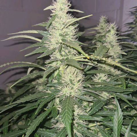 Durban poison auto DWC growlog timeline photo