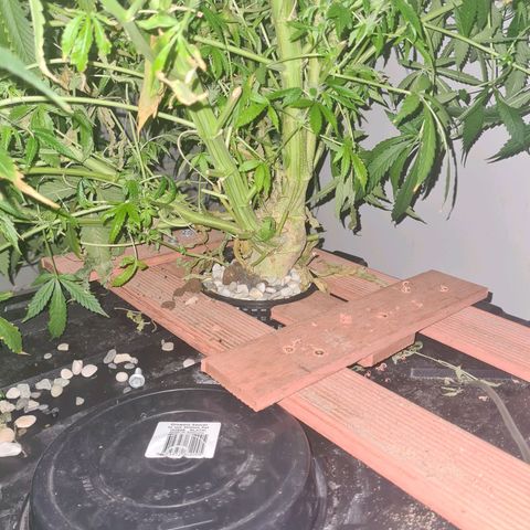 Durban poison auto DWC growlog timeline photo
