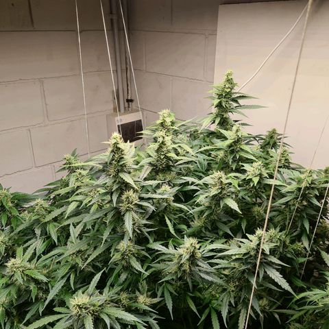 Durban poison auto DWC growlog timeline photo