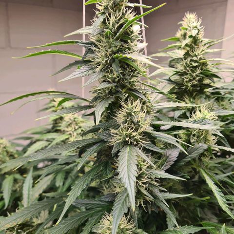 Durban poison auto DWC growlog timeline photo