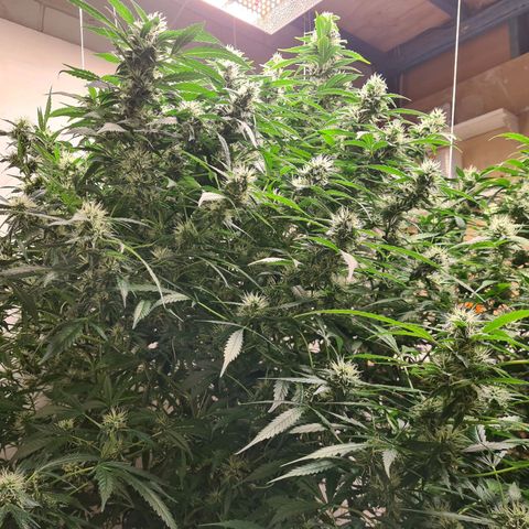 Durban poison auto DWC growlog timeline photo