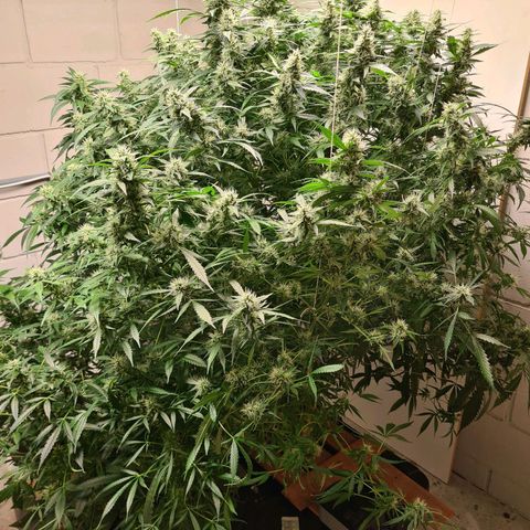 Durban poison auto DWC growlog timeline photo
