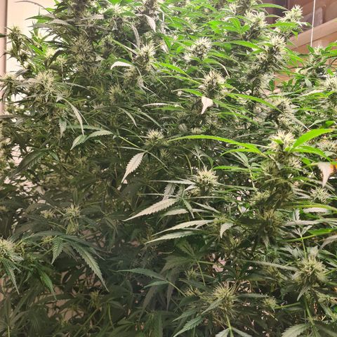 Durban poison auto DWC growlog timeline photo