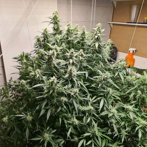 Durban poison auto DWC growlog timeline photo