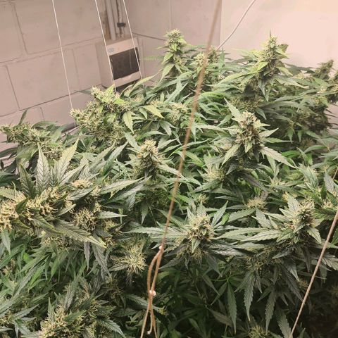 Durban poison auto DWC growlog timeline photo