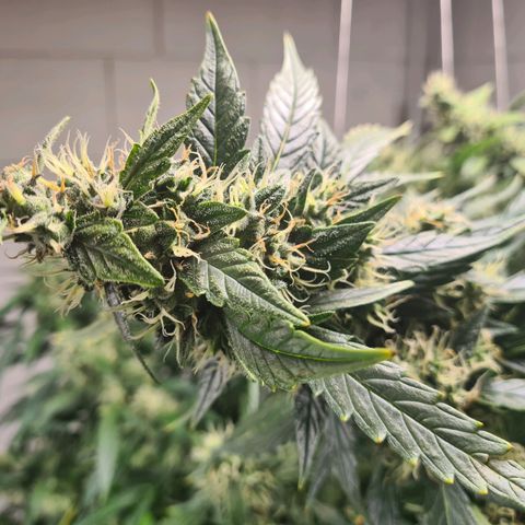 Durban poison auto DWC growlog timeline photo