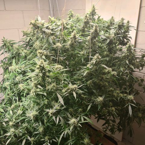 Durban poison auto DWC growlog timeline photo