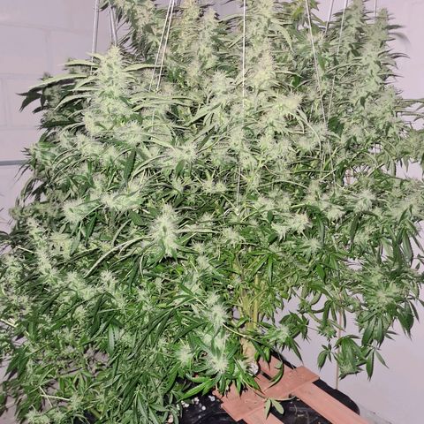 Durban poison auto DWC growlog timeline photo