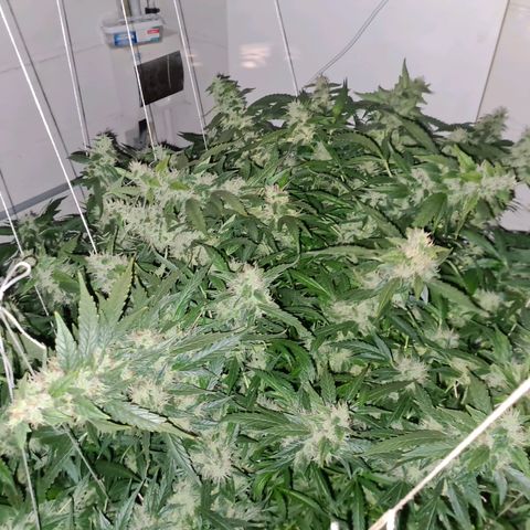 Durban poison auto DWC growlog timeline photo