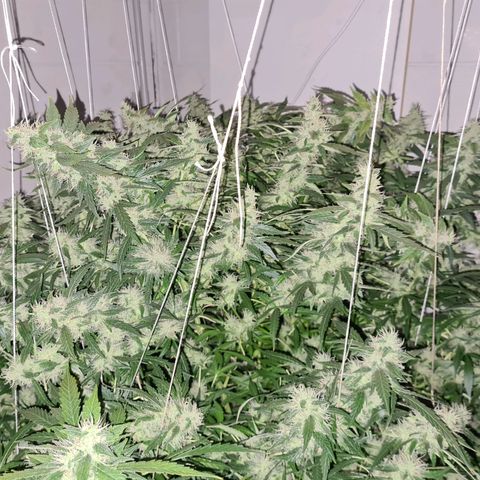 Durban poison auto DWC growlog timeline photo