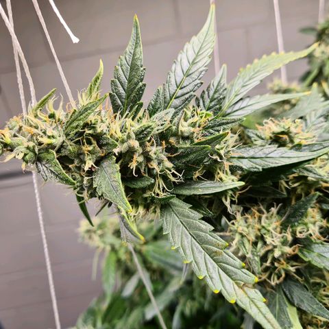 Durban poison auto DWC growlog timeline photo
