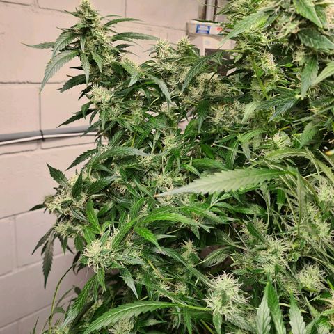 Durban poison auto DWC growlog timeline photo