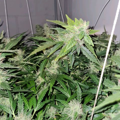 Durban poison auto DWC growlog timeline photo