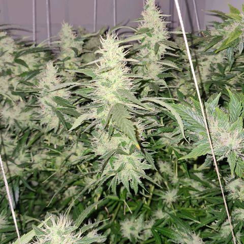 Durban poison auto DWC growlog timeline photo