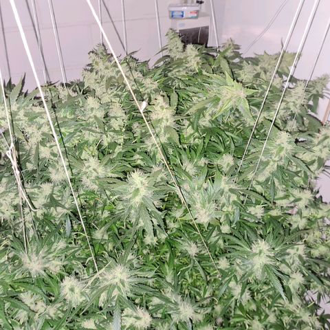Durban poison auto DWC growlog timeline photo