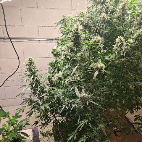 Durban poison auto DWC growlog timeline photo