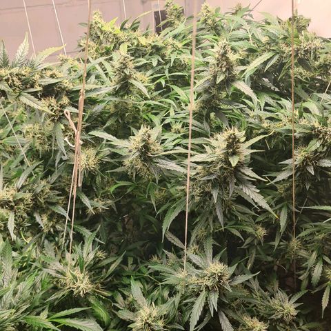 Durban poison auto DWC growlog timeline photo