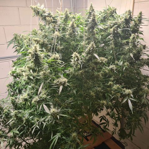 Durban poison auto DWC growlog timeline photo