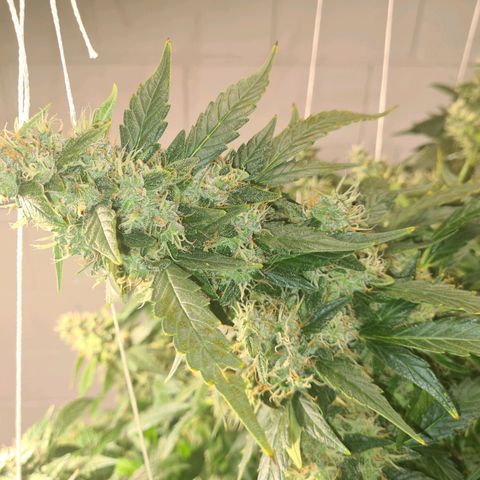 Durban poison auto DWC growlog timeline photo