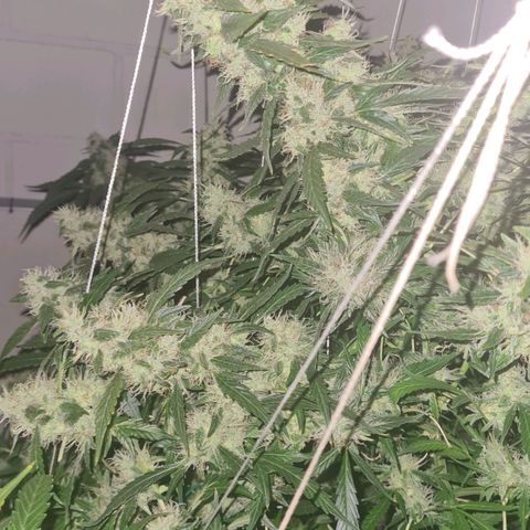 Durban poison auto DWC growlog timeline photo